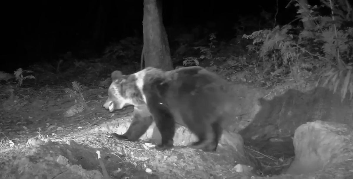 Un aficionado graba a un grupo de osos a menos de 12 kilómetros de Oviedo