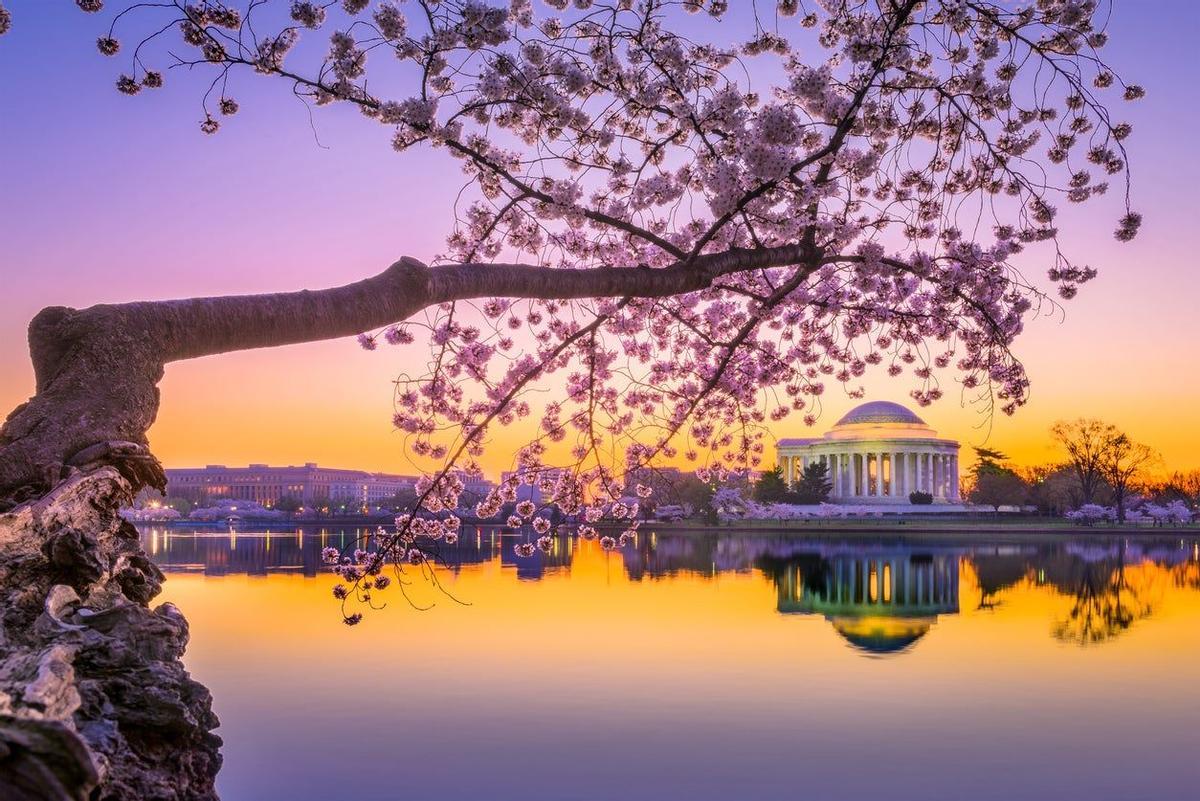 National Cherry Blossom Festival
