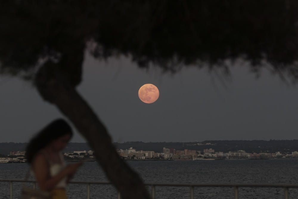 Der Erdbeermond verzückt Mallorca