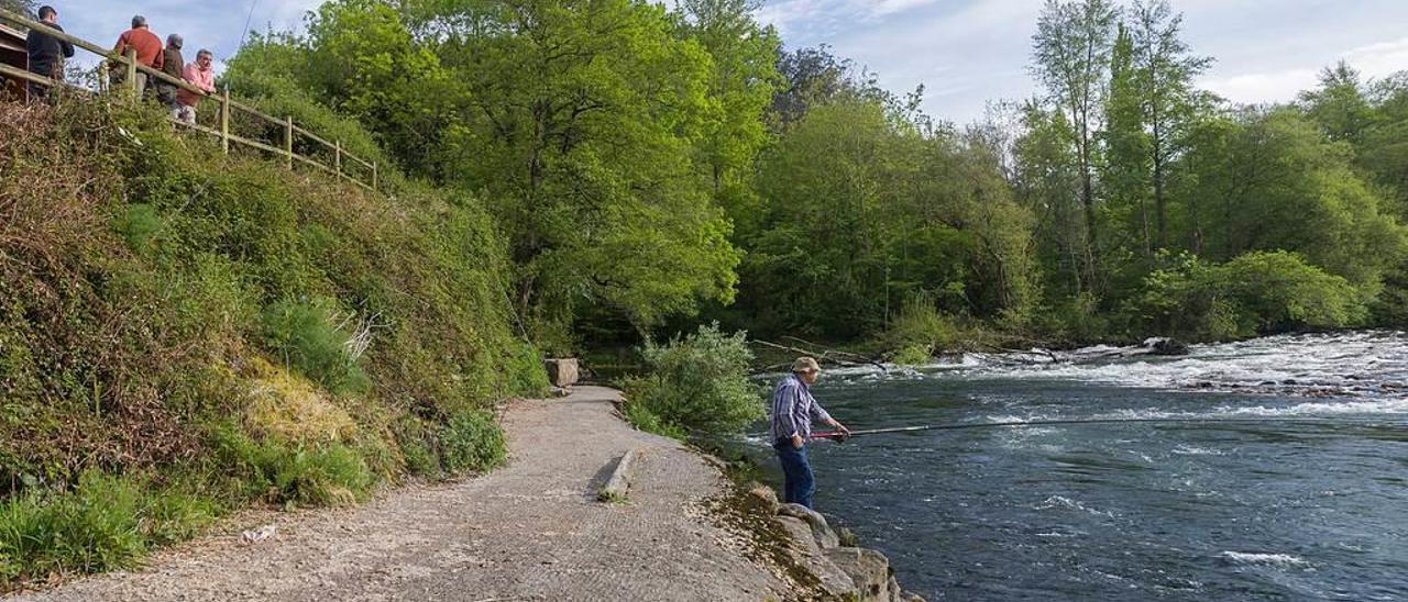 Un aficionado prueba fortuna en busca del campanu del Narcea, en el pozo Molinón de Doriga, el domingo.