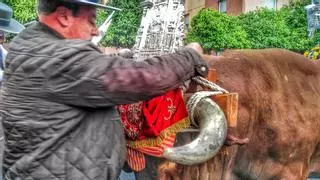 Polémica en El Rocío: la tasa de estancia de los bueyes en la Aldea se dispara de 13 a 50 euros