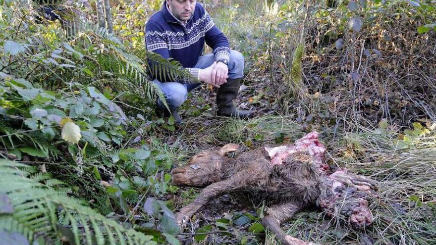 El ganadero, Juan Carlos Quintela, junto al ternero que mataron los cánidos ayer. // Bernabé/Javier Lalín