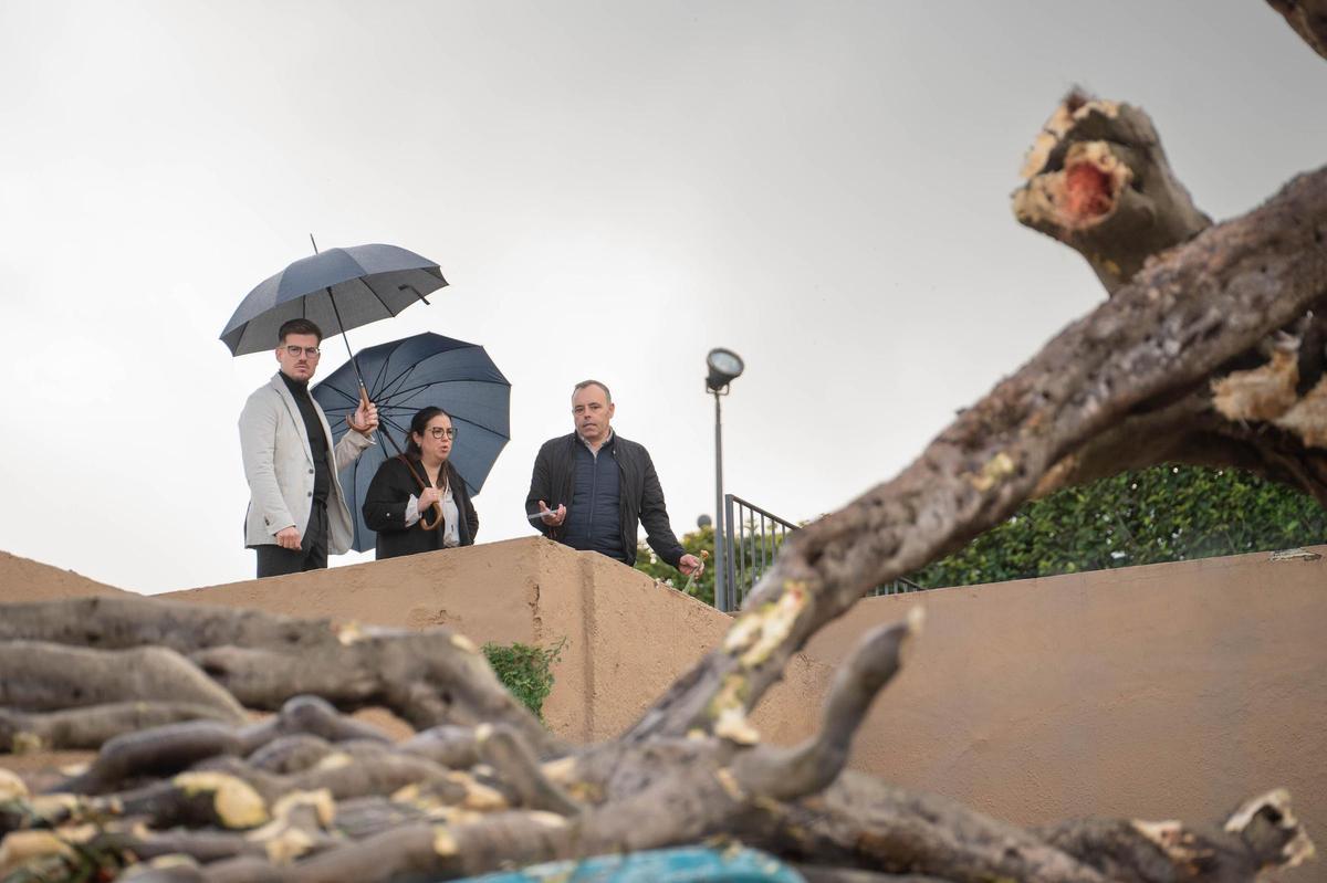 Drago de San Francisco, en Los Realejos, caído por el temporal