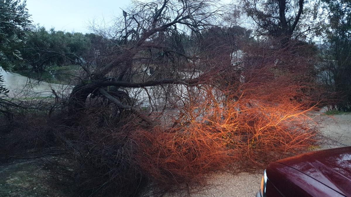 Árbol caído en Las Paredejas, en Priego.