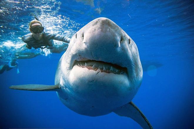 Diver Ocean Ramsey nada junto a un gran tiburón blanco en la costa de Oahu, Hawai.