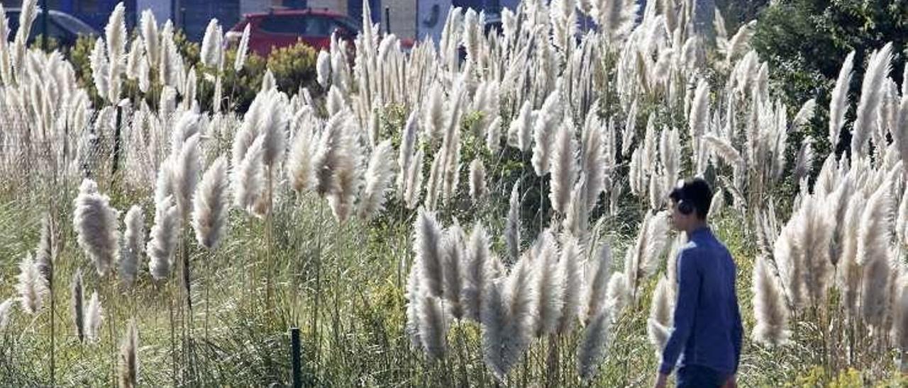 Una colonia de plumeros de la Pampa en Gijón.