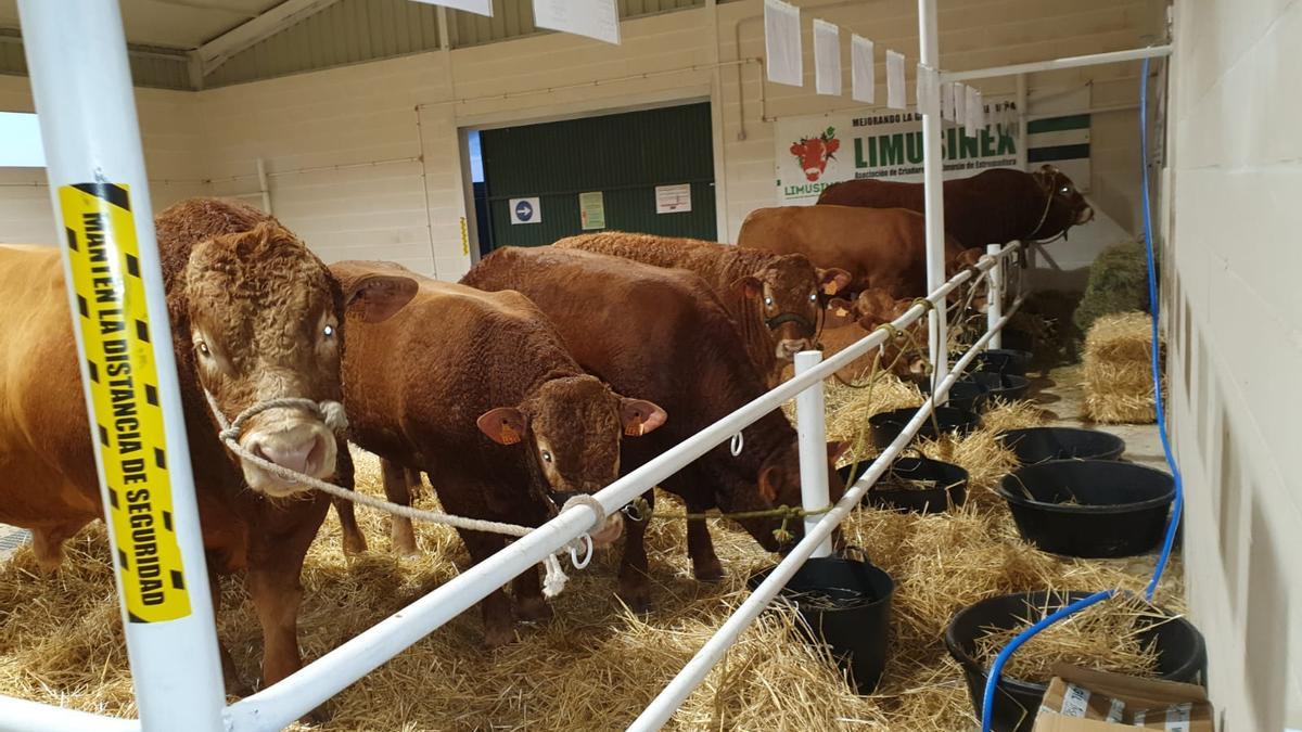 Ganado limusín estabulado en la Feria de Ganado Selecto de Albalá.