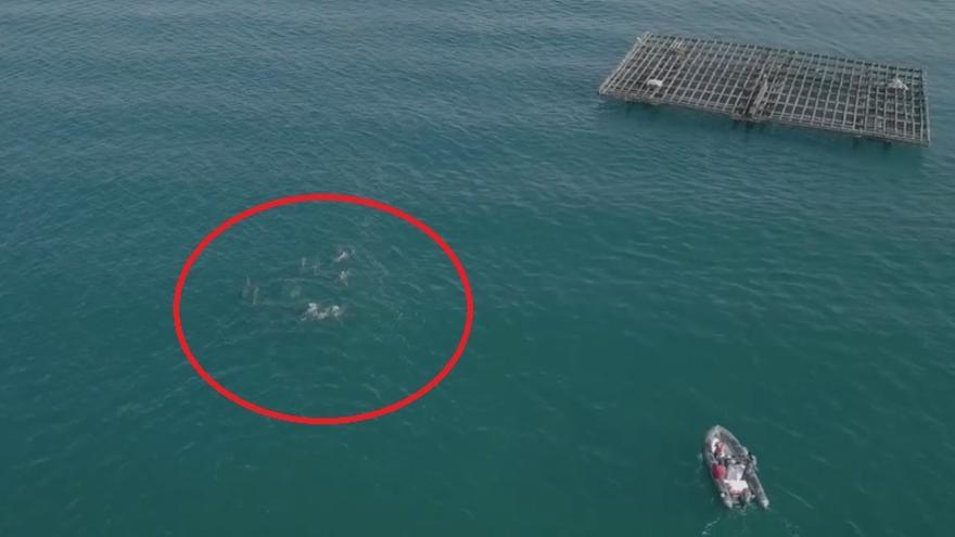 El seguimiento de los delfines por mar y desde el aire.