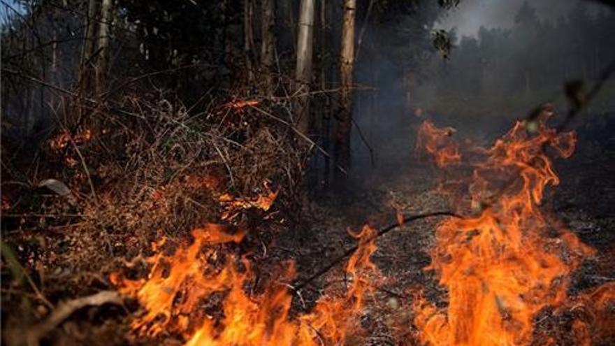 22 investigados por incendios forestales en un año