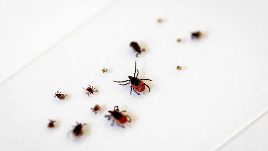 Salud aprueba protocolo de vigilancia de la Enfermedad de Lyme que transmiten las garrapatas