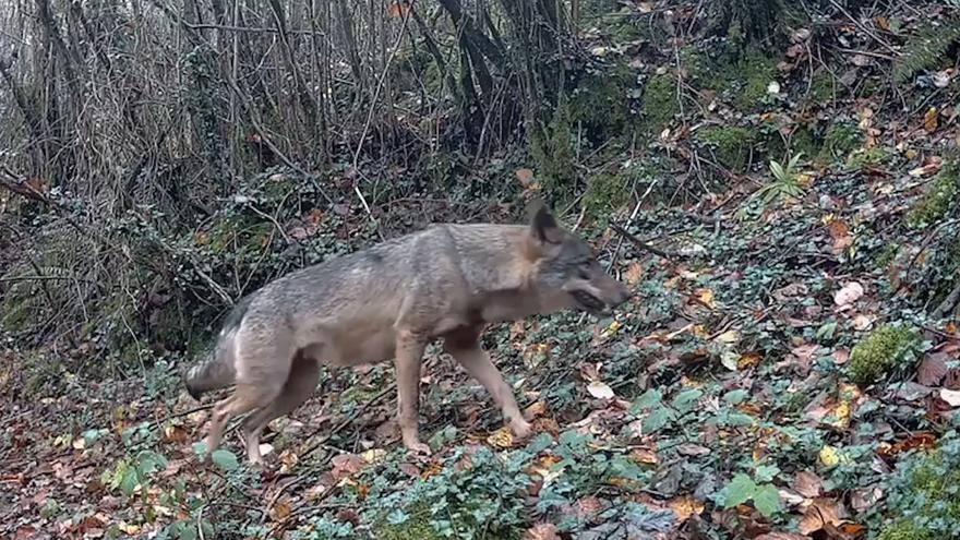 VIDEO: Graban a una manada de lobos a las puertas de Oviedo