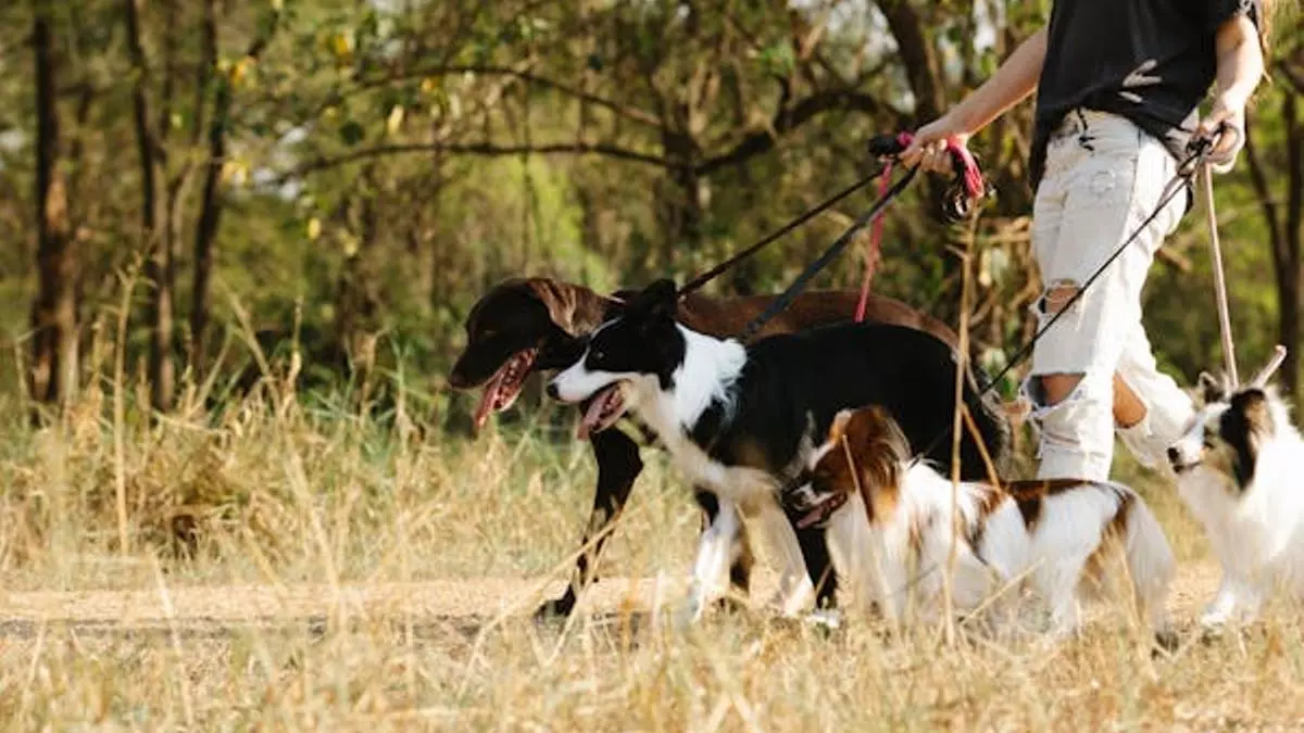 La ciencia desvela cuál es la raza de perro más inteligente y no es la que te imaginas