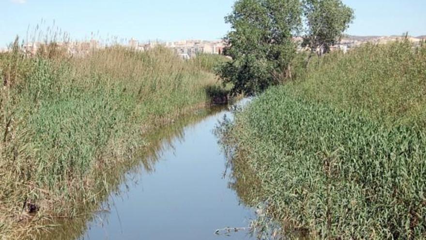 El bosque de ribera volverá a ser el dueño del cauce del Segura