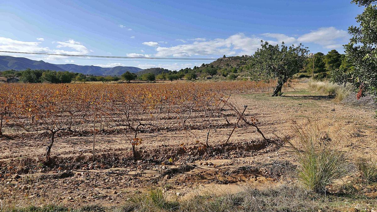 Campos junto a la carretera 
de Chiva a Gestalgar donde
 irá el parque. M.Á.Montesinos