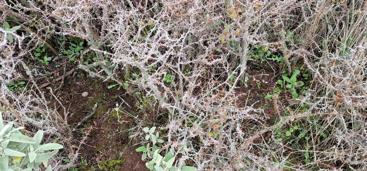 La Diputación colabora con la Junta de Andalucía y CIFAL Málaga para repoblar los pinsapos de Sierra Bermeja y Sierra de las Nieves con bombas de semillas