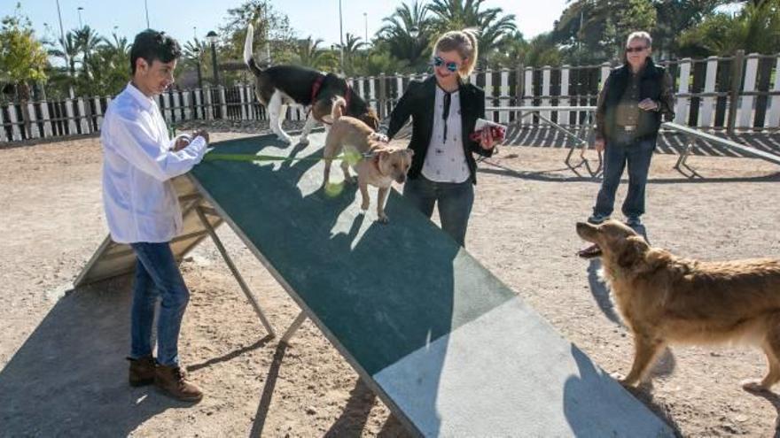Tres perros juegan en una instalación específica para ellos en Elche.