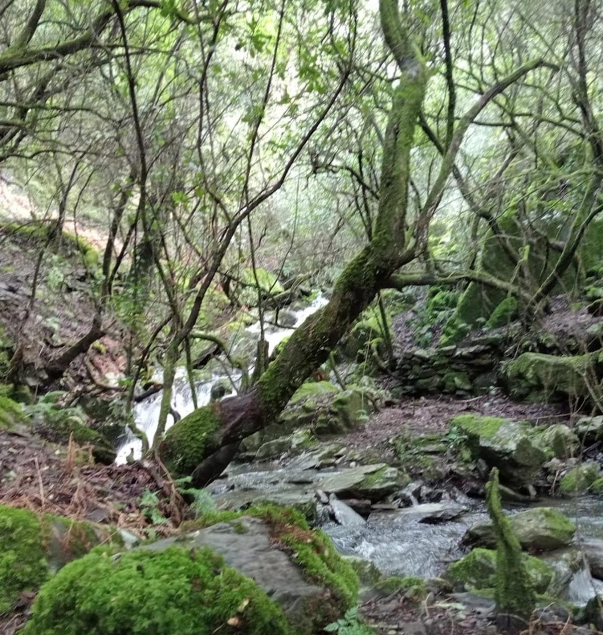 El entorno del Valle de los Tejos, en Cerezal, uno de los enclaves naturales cuya conservación preocupa ante el avance del incendio en Las Hurdes.