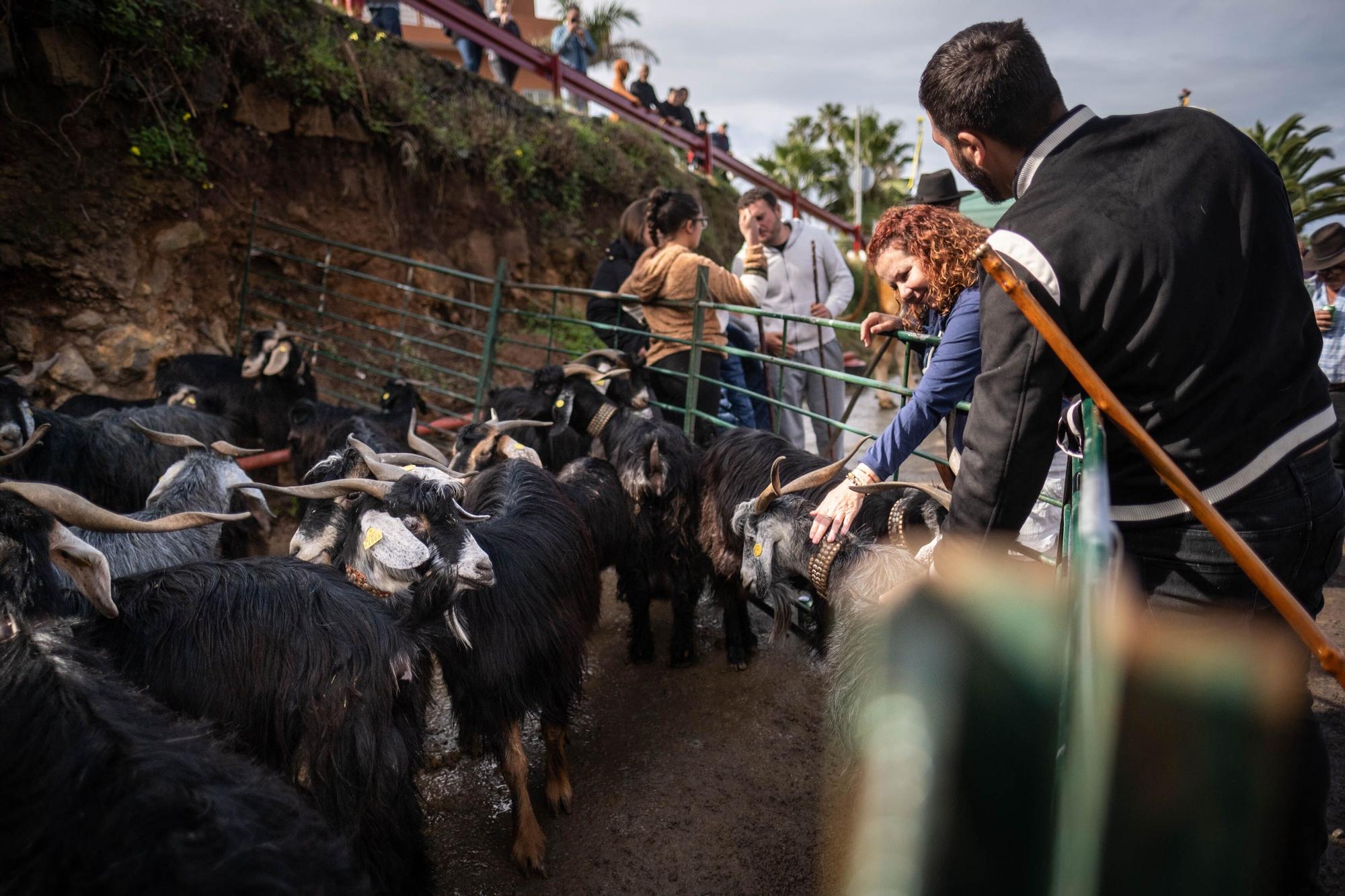 Feria de ganado por las fiestas de Tacoronte