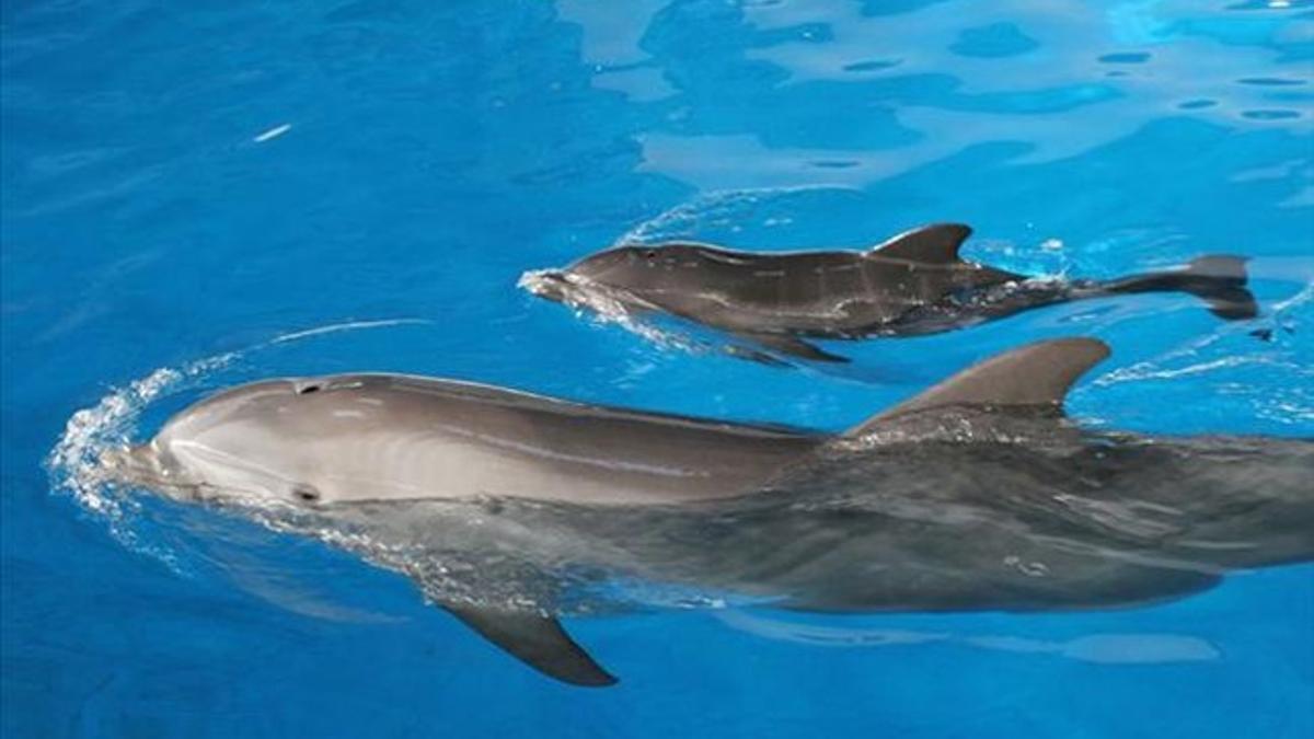Presentacion del  delfin recien nacido en el Zoo.