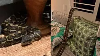 El gran ensurt de la seva vida: una dona es desperta amb una serp de més de dos metres al llit