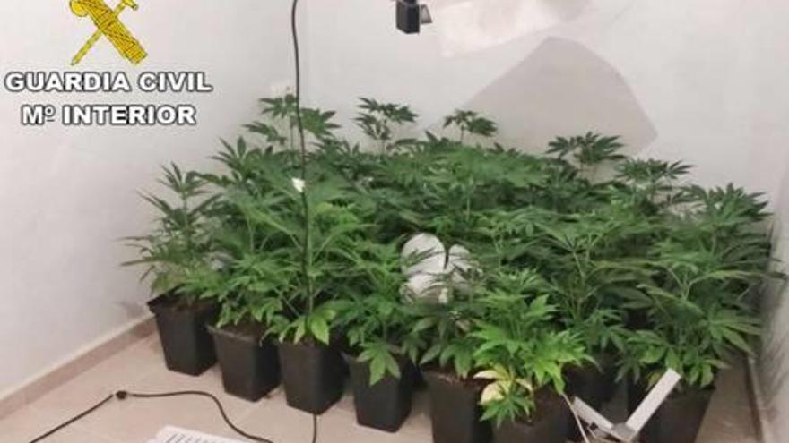 Plantas de marihuana decomisadas en la casa de Aspe.