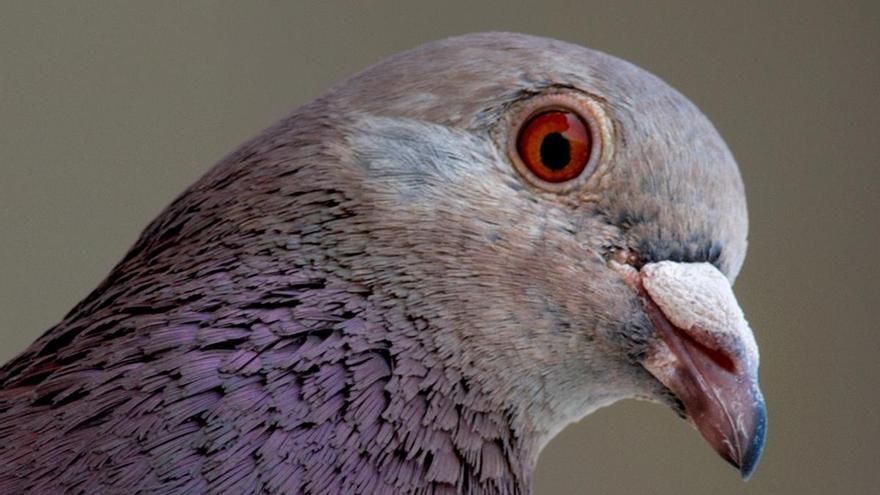 Alerta en Reino Unido por la aparición de &quot;palomas zombies&quot;