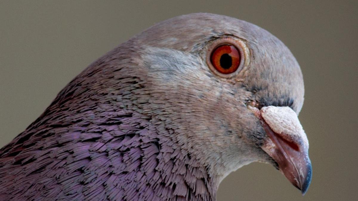 La aparición de &quot;palomas zombies&quot; en Reino Unido pone en alerta a las autoridades británicas.