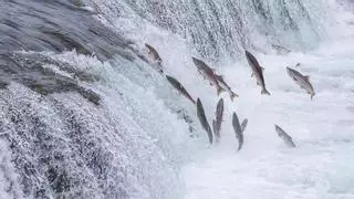 Asturias prohíbe totalmente la pesca del salmón, pero sigue permitiendo capturar angulas, en peligro crítico de extinción