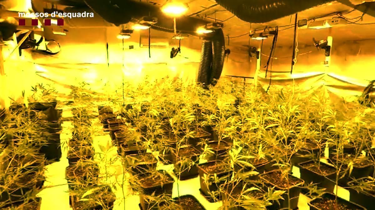 Los Mossos d'Esquadra detienen a tres hombres, que tenían una plantación de marihuana, escondida en una sala de conciertos de Reus