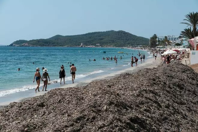 Posidonia amontonada en Platja d'en Bossa