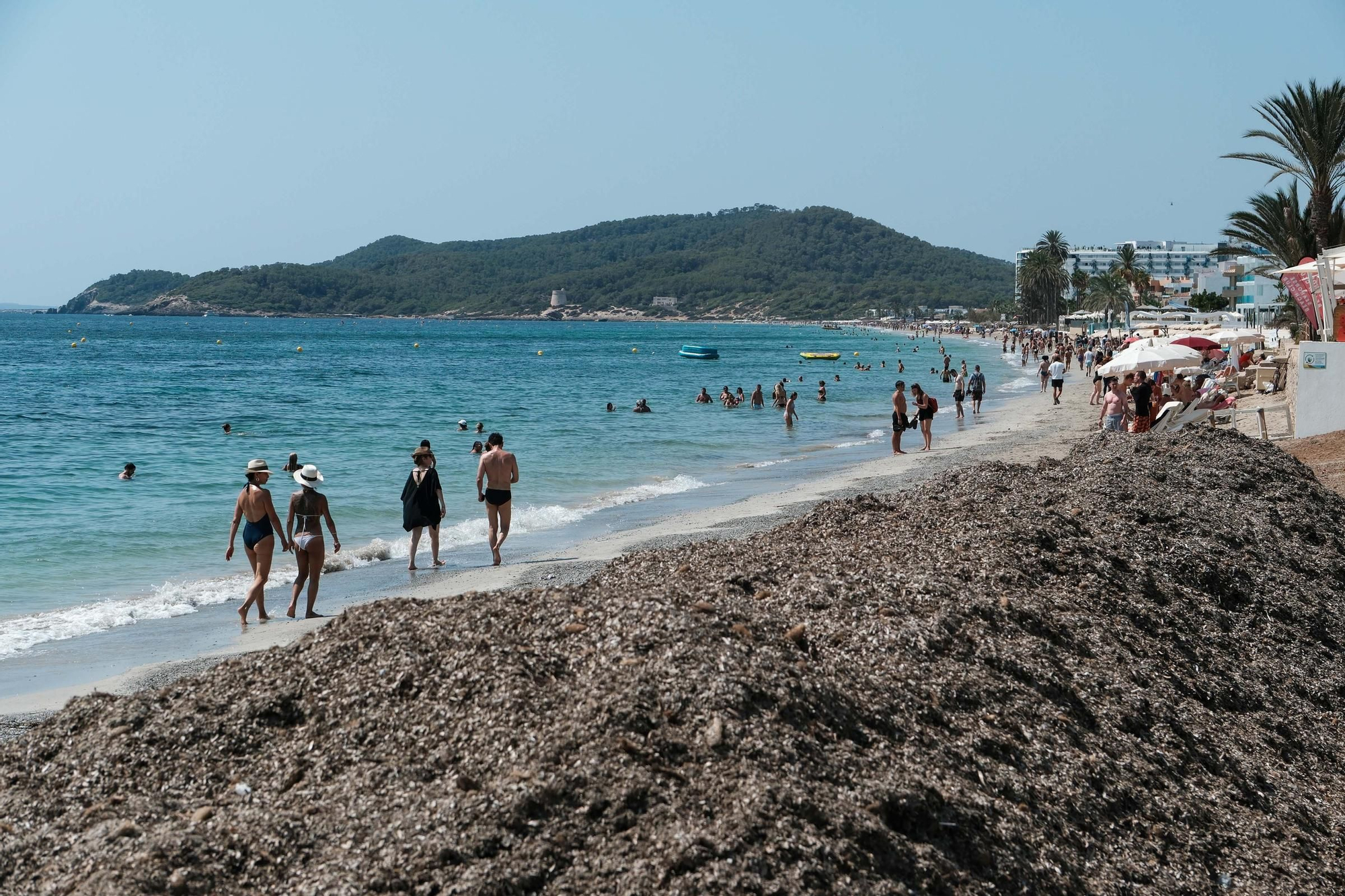 Posidonia amontonada en Platja d&#039;en Bossa