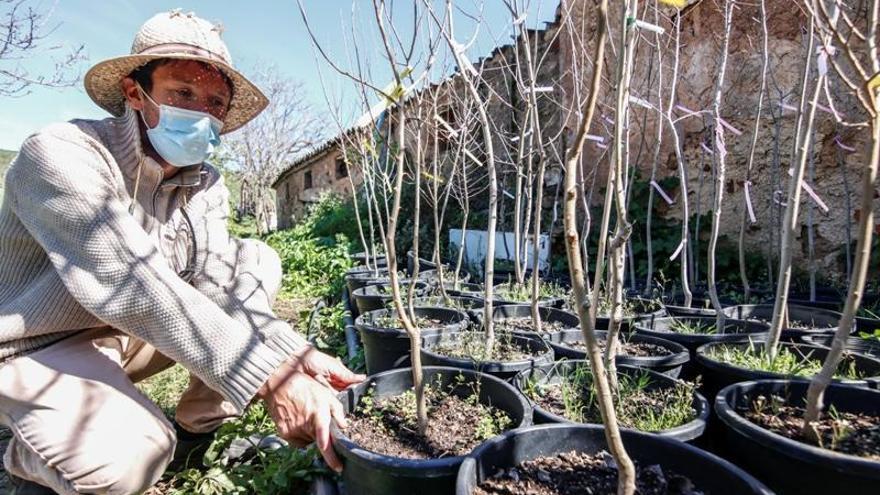 Plantarán sesenta olmos en Cáceres El Viejo y San Francisco esta semana