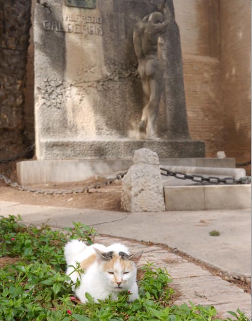 Los gatos del Cementerio General