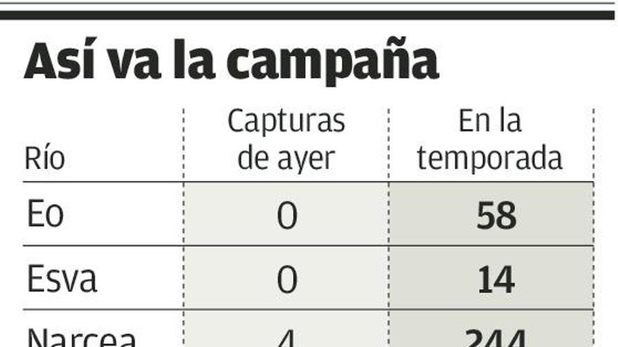 El Narcea y el Sella dieron ayer siete salmones