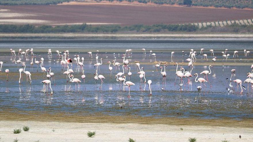 Fuente de Piedra volverá a anillar flamencos tras la lluvia in extremis de la primavera