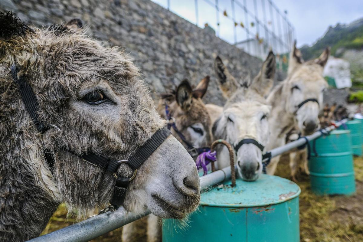 Feria de burros de La Culata de Tejeda 2025