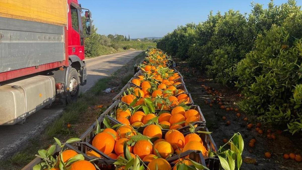 Naranjas recogidas en los campos de alrededor de la cooperativa de Godelleta, en una imagen de archivo.