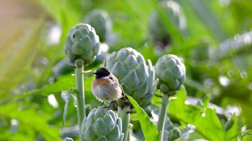 Dolores, esencia mediterránea en el corazón de la Vega Baja