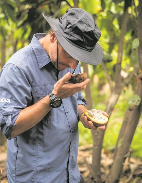 Jordi Roca, olorant cacau acabat d’agafar de l’arbre, en una plantació del Perú.