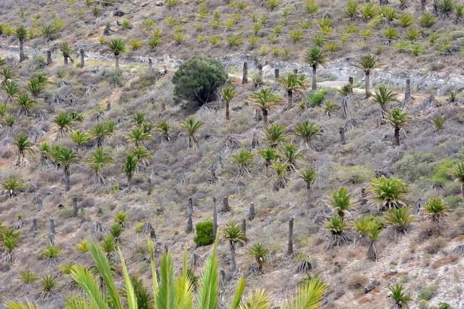 PALMERAL ENFERMO EN EL LAZO Y EL FONDILLO