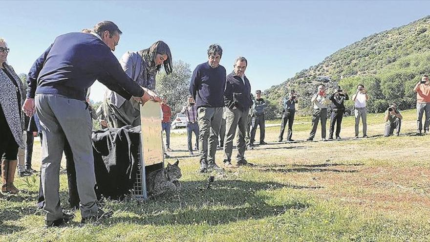 El lince ibérico ‘Quinao’ aumenta en La Ventilla el número de ejemplares