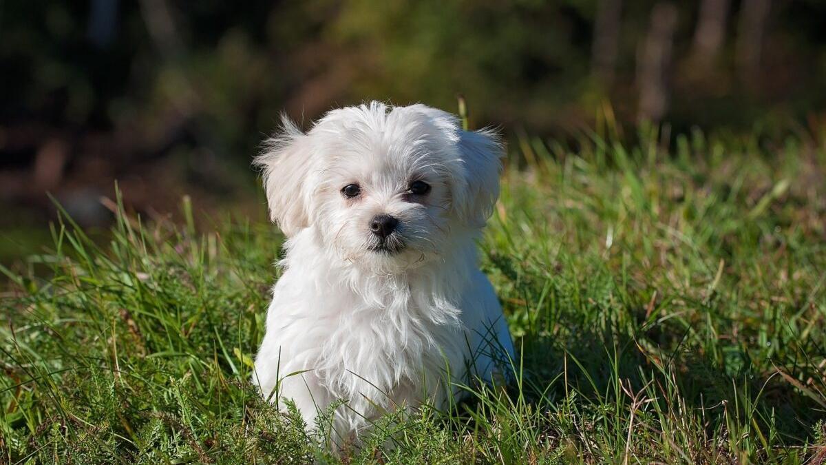 Perfumes para perros, la última tendencia para tu mejor amigo