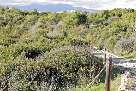 In Es Carnatge, dem letzten unverbauten Küstenabschnitt Palmas, aasten einst die Geier. Nun soll hier ein Park entstehen.