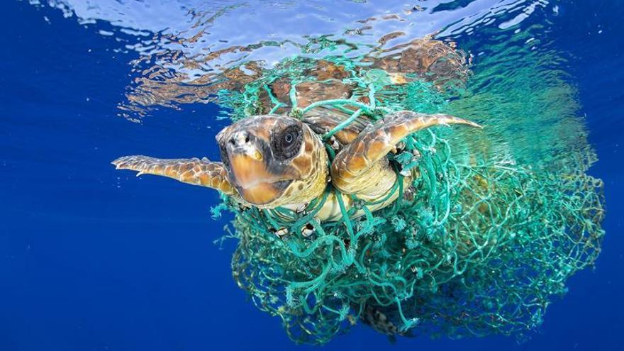 Imagen de una tortuga boba, realizada por Francis Pérez, que ha ganado el World Press Photo.