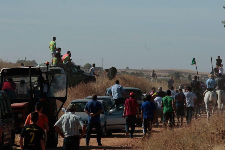 Fiestas en Zamora: Encierro en El Pego