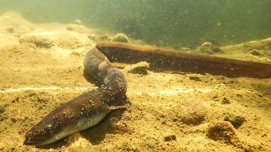 La anguila, más amenazada que el lince en la Región: ecologistas exigen la misma protección