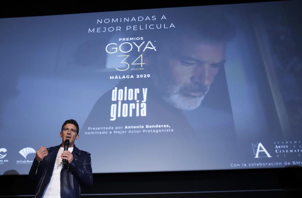 Antonio Banderas presenta 'Dolor y gloria' en Málaga tras ser nominado al Oscar