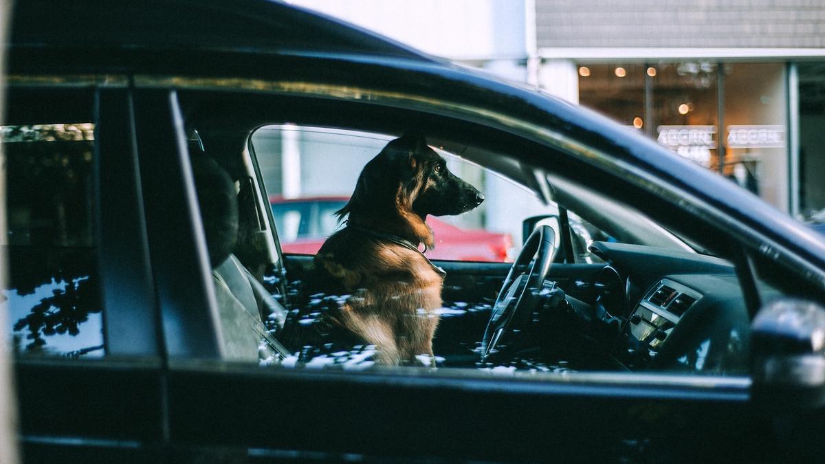 Es importante que en el coche tu perro vaya amarrado