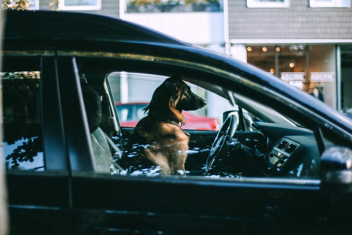 Es importante que en el coche tu perro vaya amarrado