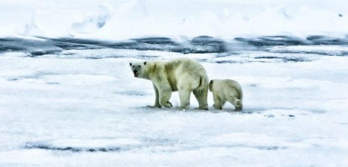 El mercurio (Hg) es un problema ambiental para la fauna en el Ártico.